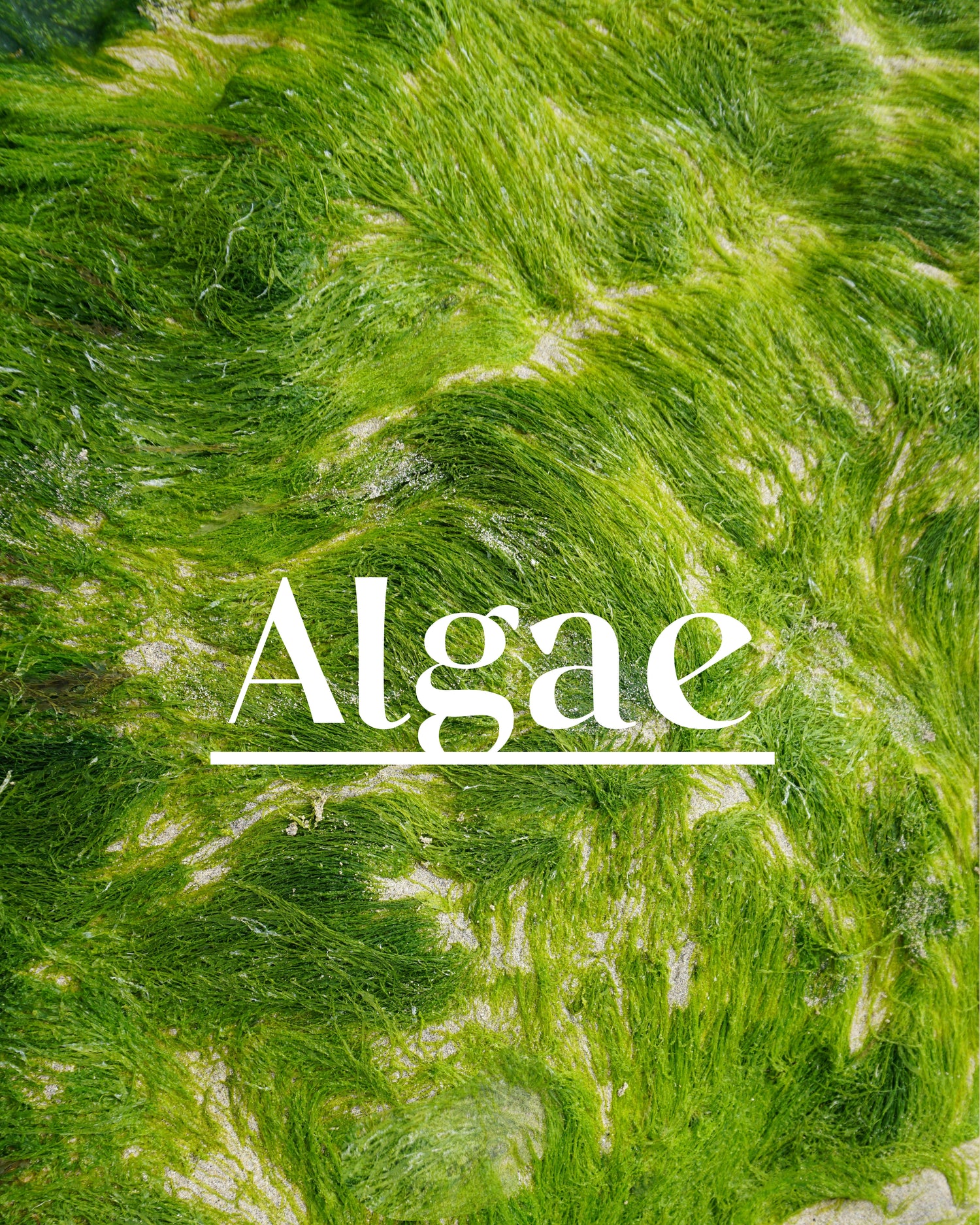 The Essential Five- Algae 海藻